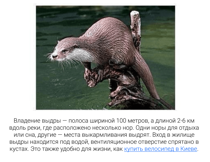 Пример линкбилдинга